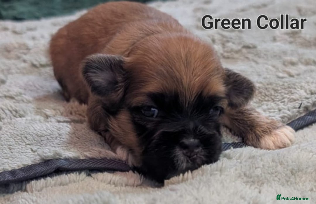 Lhasa Apso dogs for sale: Beautiful Boy Lhasa apsos for sale. - Advert 9