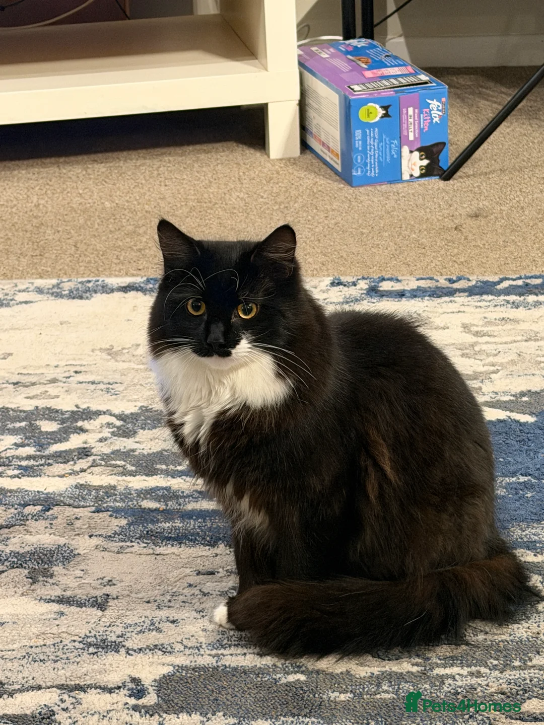 British Shorthair cats for sale: Stunning British Shorthair Tuxedo - Advert 1