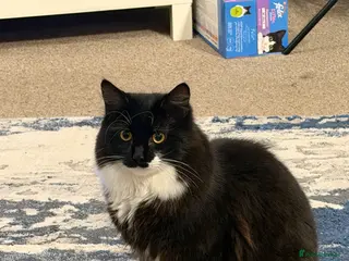 British Shorthair cats Stunning British Shorthair Tuxedo - Advert 1