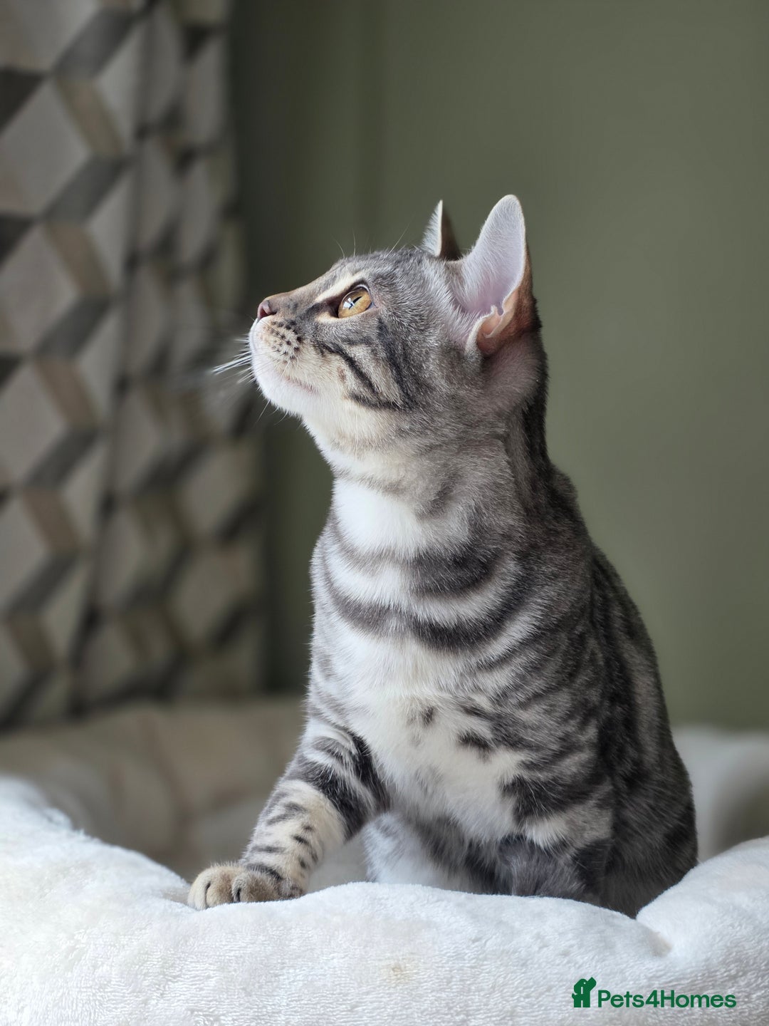 Bengal cats for sale: Silver Rosetted, Blue Silver Rosetted Bengal Girls - Image 9