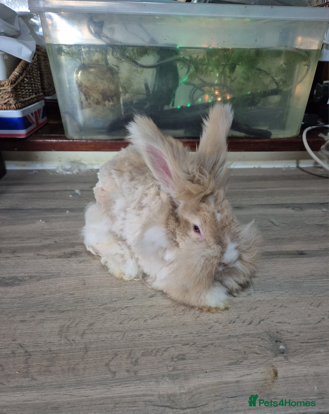 Angora rabbits for sale: Gorgeous Angora Rabbits, Pure Bred Full Faced. - Advert 5