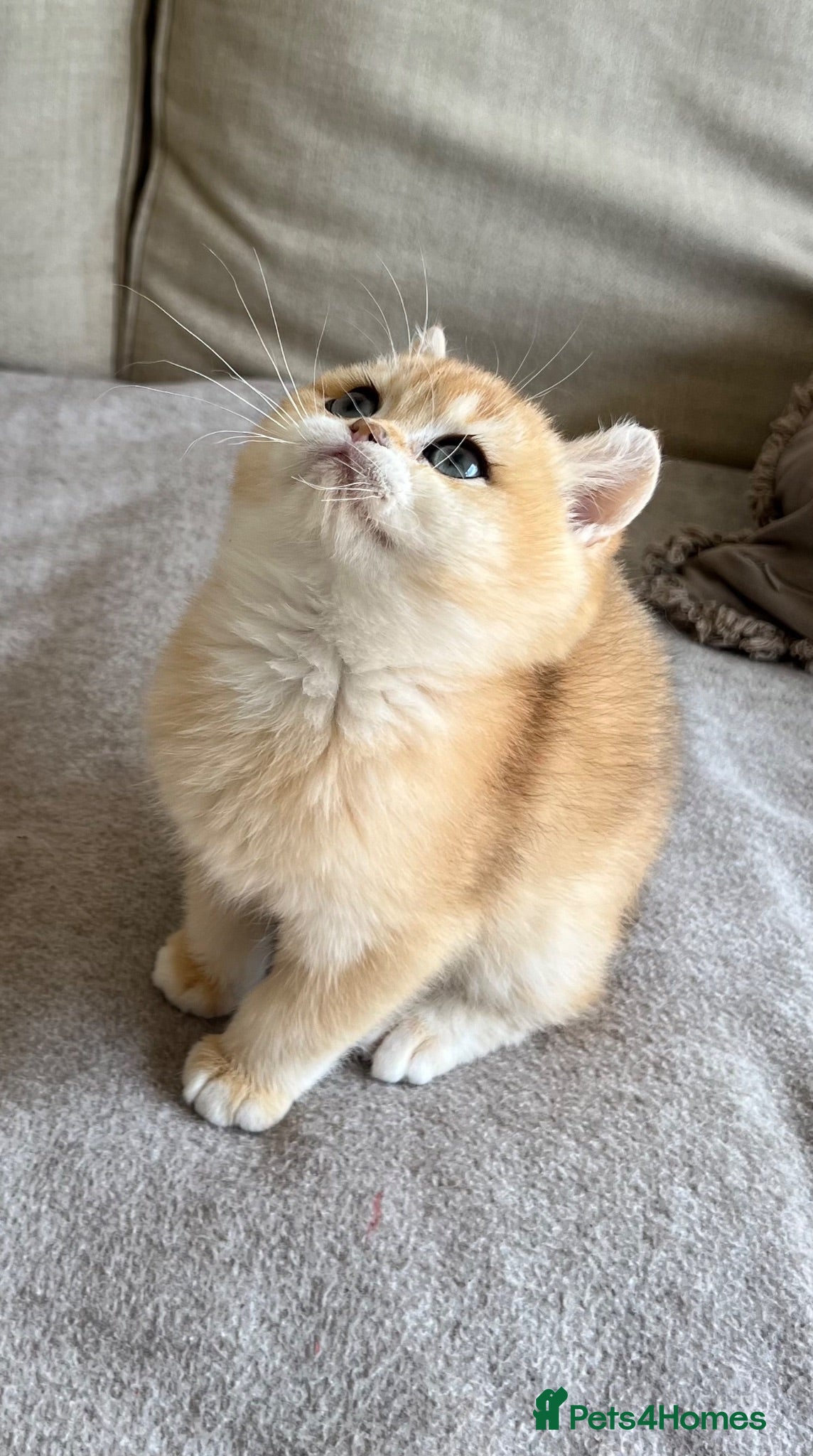 British Shorthair cats 🧸 NY12 Golden British Shorthair Boy 🧸 - Advert 1