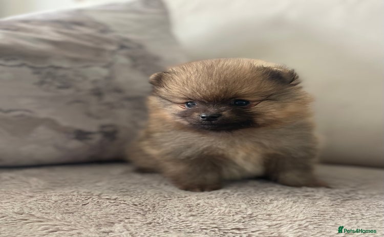 Pomeranian dogs - Advert 2