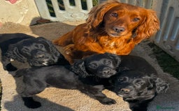 Cocker Spaniel dogs for sale: RED & BLACK COCKER SPANIEL PUPPIES READY NOW 🐶🧡  - Image 7