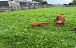 Irish Setter dogs for sale: Stunning Irish Red Setters pups - 1 Boy left - Image 10