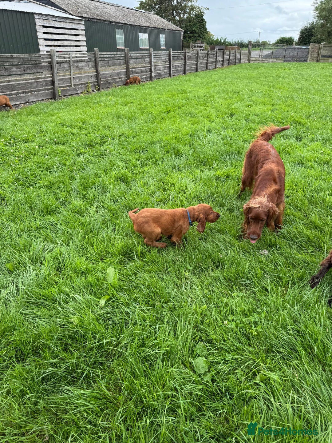 Irish Setter dogs for sale: Stunning Irish Red Setters pups - 1 Boy left - Image 10