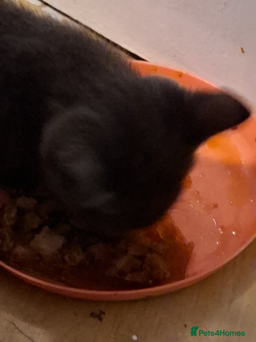 Mixed Breed cats for sale: 8 week kittens - Image 7