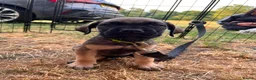 Presa Canario dogs for sale: Presa Canario Puppies Availale  - Advert 3