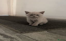 British Shorthair cats for sale: Lilac Girl British Shorthair - Image 5