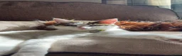 Mixed Breed cats for sale: Two boys available - Advert 4