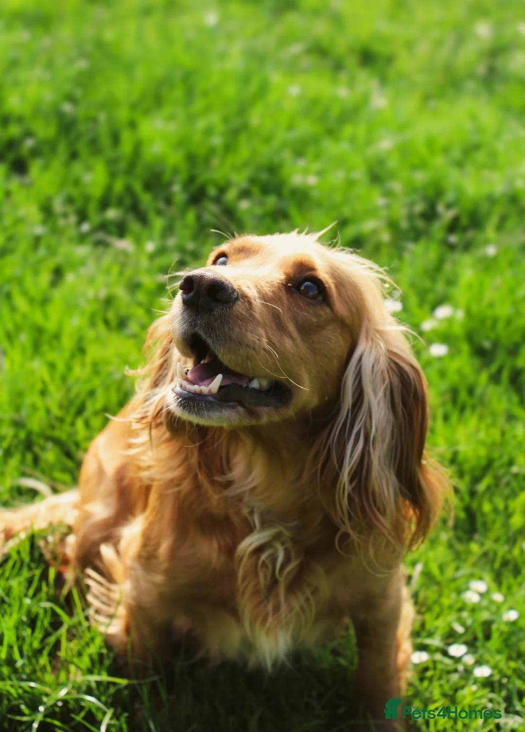 Cockapoo dogs for sale: Cockerpoos red and apricot  in Maldon - Advert 10