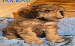 Standard Poodle dogs for sale: KC reg Brown Parti & phantom Standard Poodle pups - Image 1