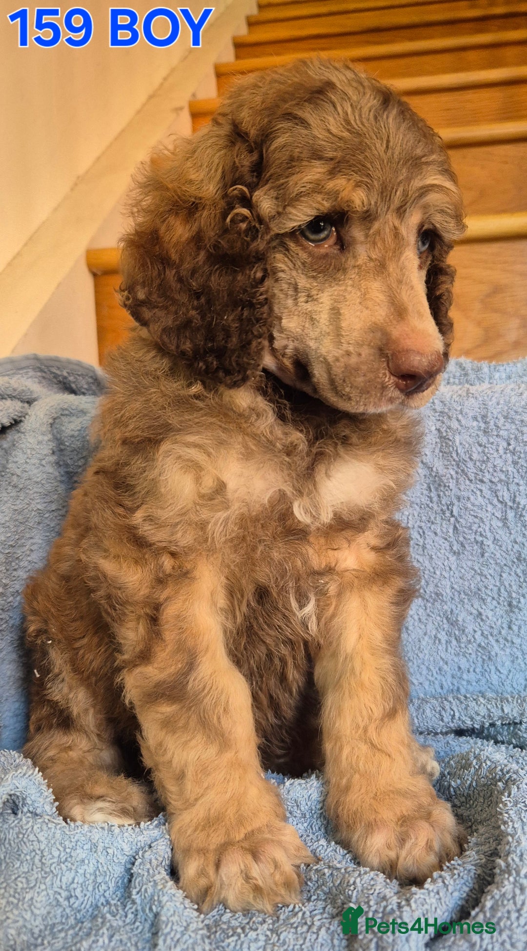Standard Poodle dogs for sale: KC reg Brown Parti & phantom Standard Poodle pups - Image 1