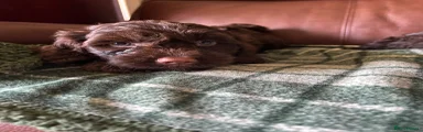 Cockapoo 6