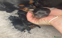 Cavapoo dogs for sale: Phantom Toy cavapoo puppies  - Image 12