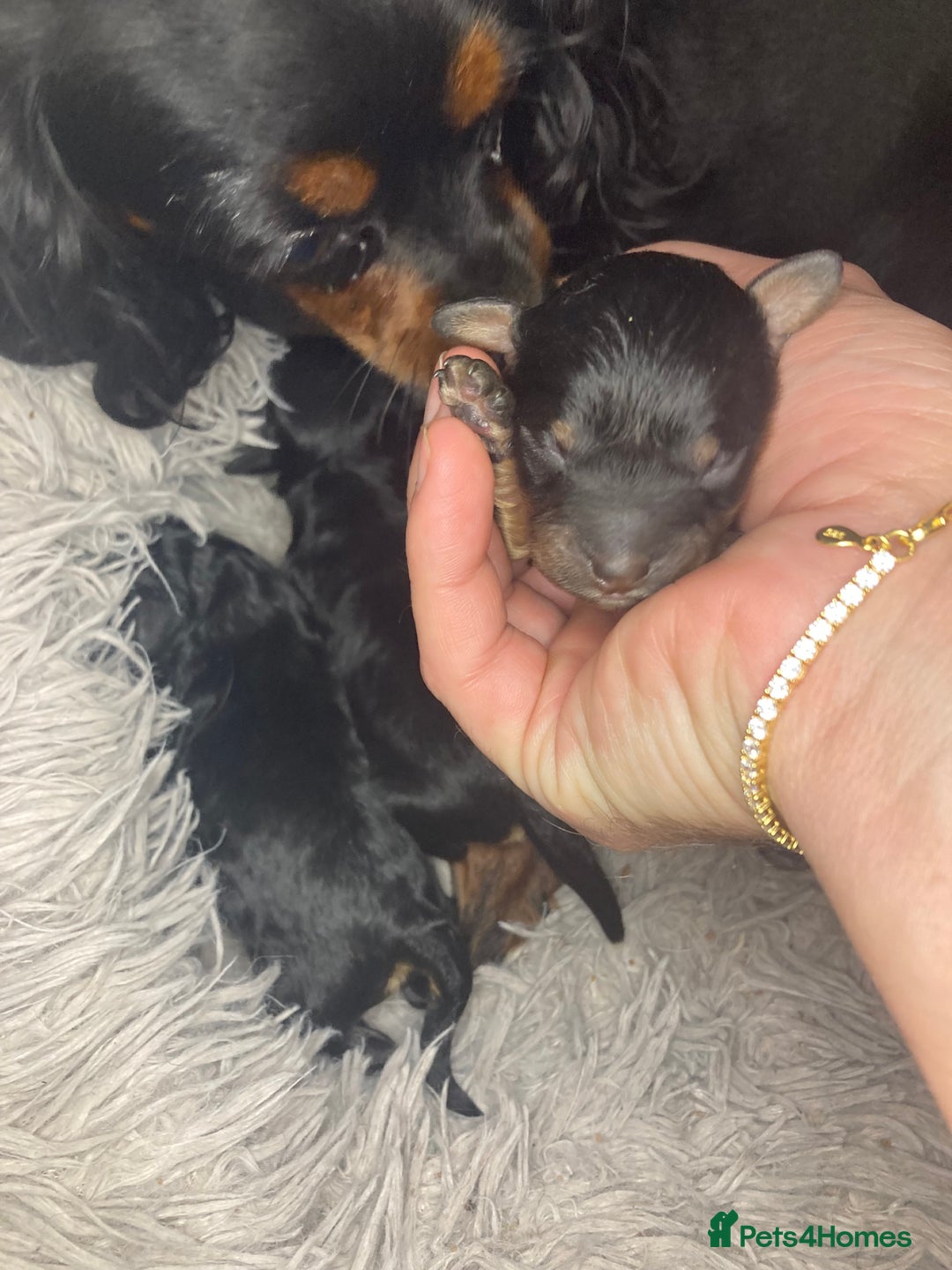Cavapoo dogs for sale: Phantom Toy cavapoo puppies  - Image 12