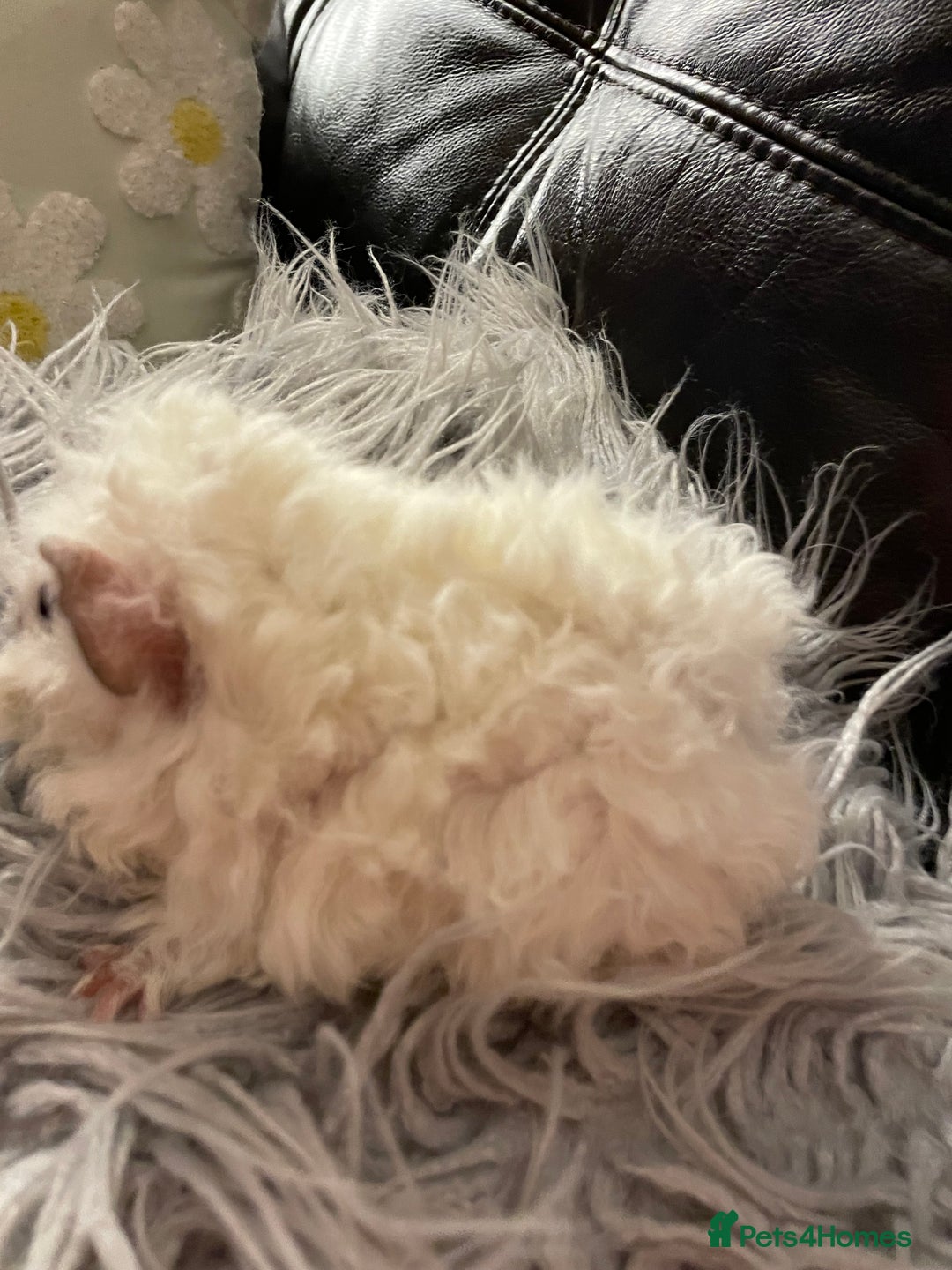 Guinea Pig rodents for sale: Lunkarya sows  - Advert 3