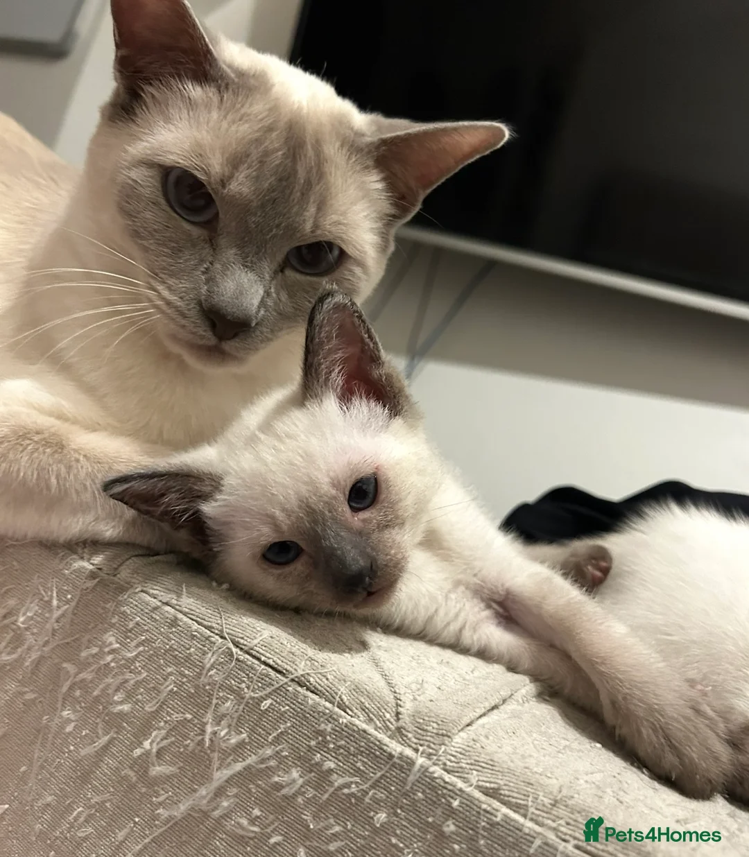 Siamese cats for sale: 2x Beautiful Pedigree Siamese Female Kittens - Advert 2