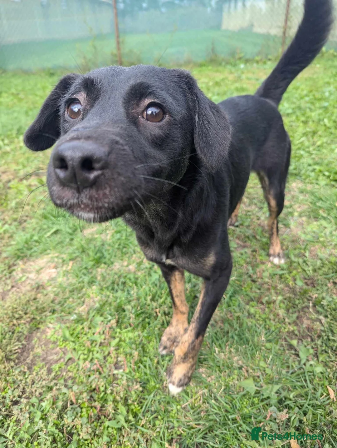 Mixed Breed dogs for adoption: Midnight for adoption - Advert 1