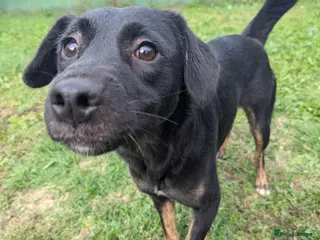 Mixed Breed dogs Midnight for adoption - Advert 9