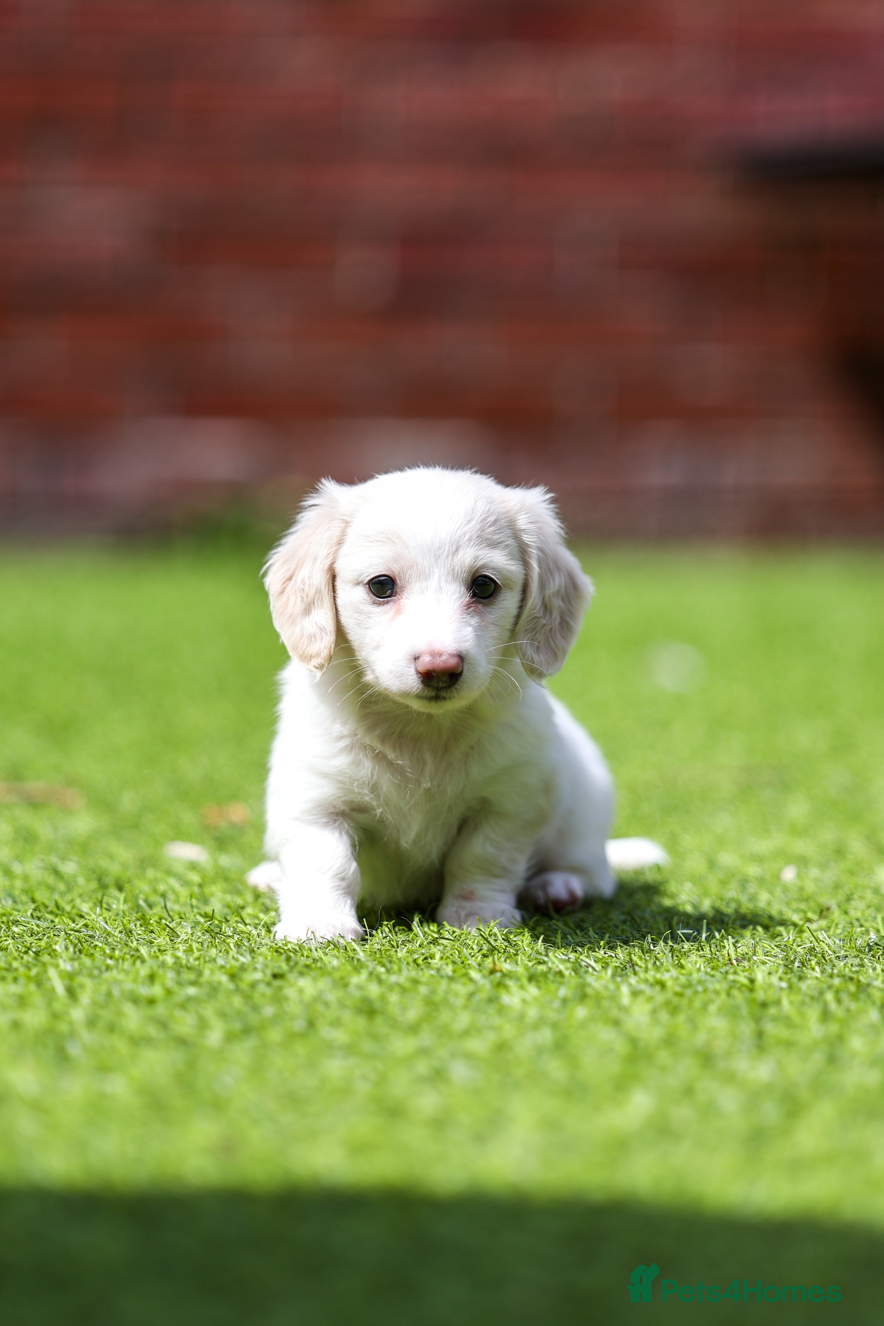 Miniature Dachshund dogs KC registered cream longhair miniature dachshund  - Advert 2