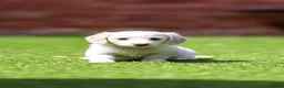 Miniature Dachshund dogs for sale: KC registered cream longhair miniature dachshund  - Advert 22