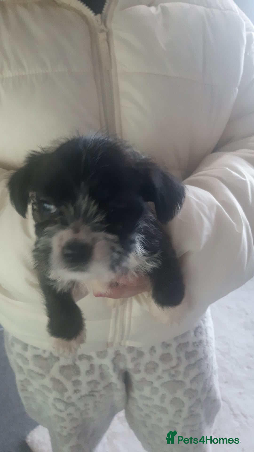 Mixed Breed dogs for sale: beautiful terrier puppies  - Advert 5