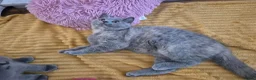 British Shorthair cats for sale:  Ready! GCCF parents with champions in line,BSH  - Advert 6