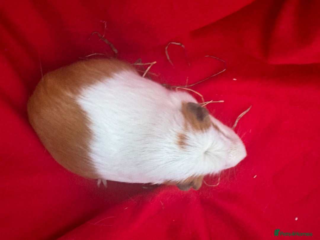 Guinea Pig rodents for sale: Mixed aged females  - Image 2