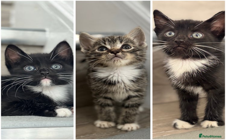 Mixed Breed cats - Advert 9