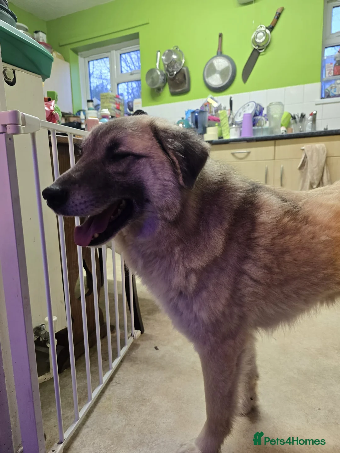 Mixed Breed dogs for sale: Handsome Adar - Advert 3