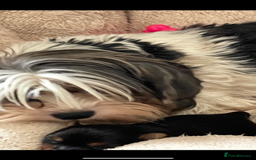 Mixed Breed dogs for sale: Biewer terrier puppy male, vaccs chip ect  - Image 4