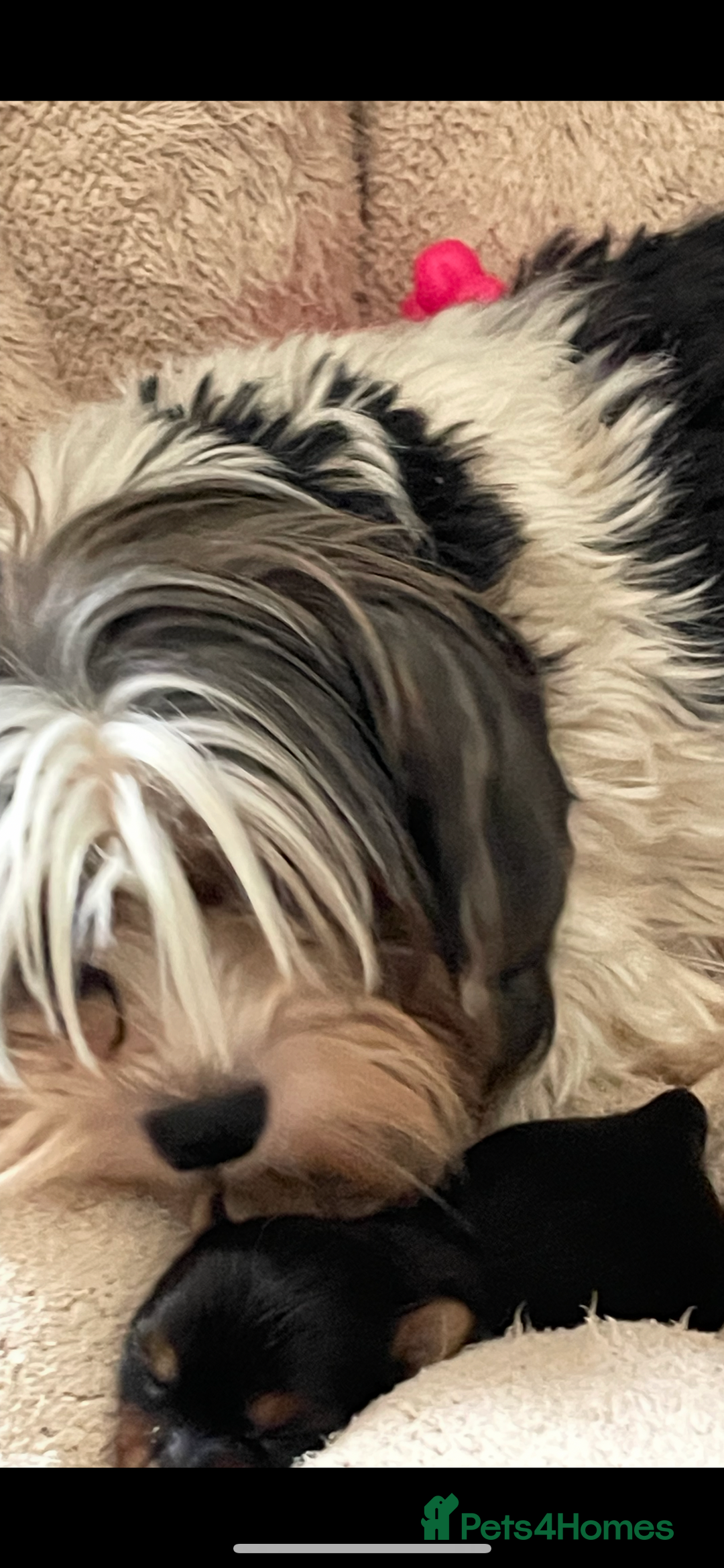 Mixed Breed dogs for sale: Biewer terrier puppy male, vaccs chip ect  - Image 4