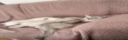 British Shorthair cats for sale: Beautiful Blue-Eyed Ragdoll × British Shorthair - Advert 9