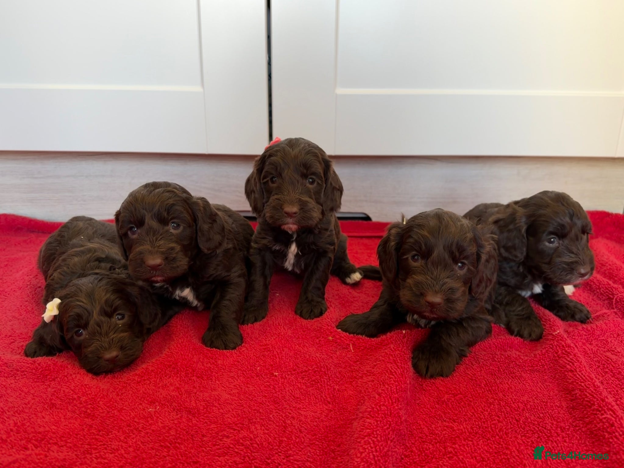 Cockapoo dogs Beautiful F1 cockerpoo puppies - Advert 1