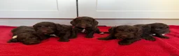 Cockapoo dogs for sale: Beautiful F1 cockerpoo puppies - Advert 1