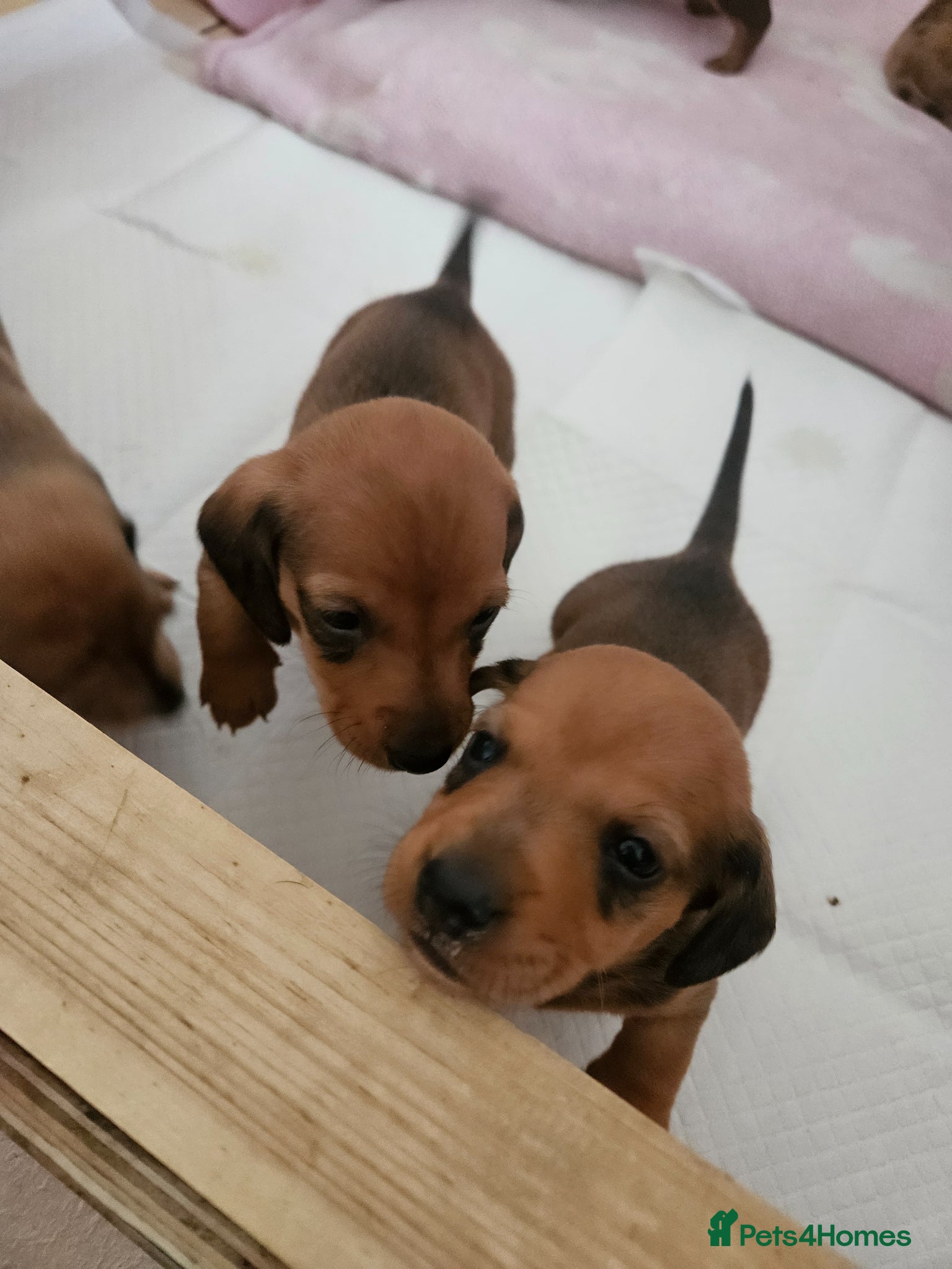 Miniature Dachshund dogs Miniature Dachshunds  - Advert 11