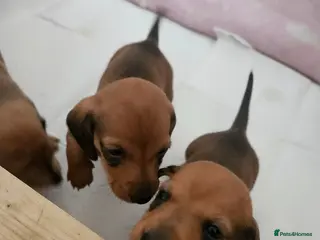 Miniature Dachshund dogs Miniature Dachshunds - Advert 11