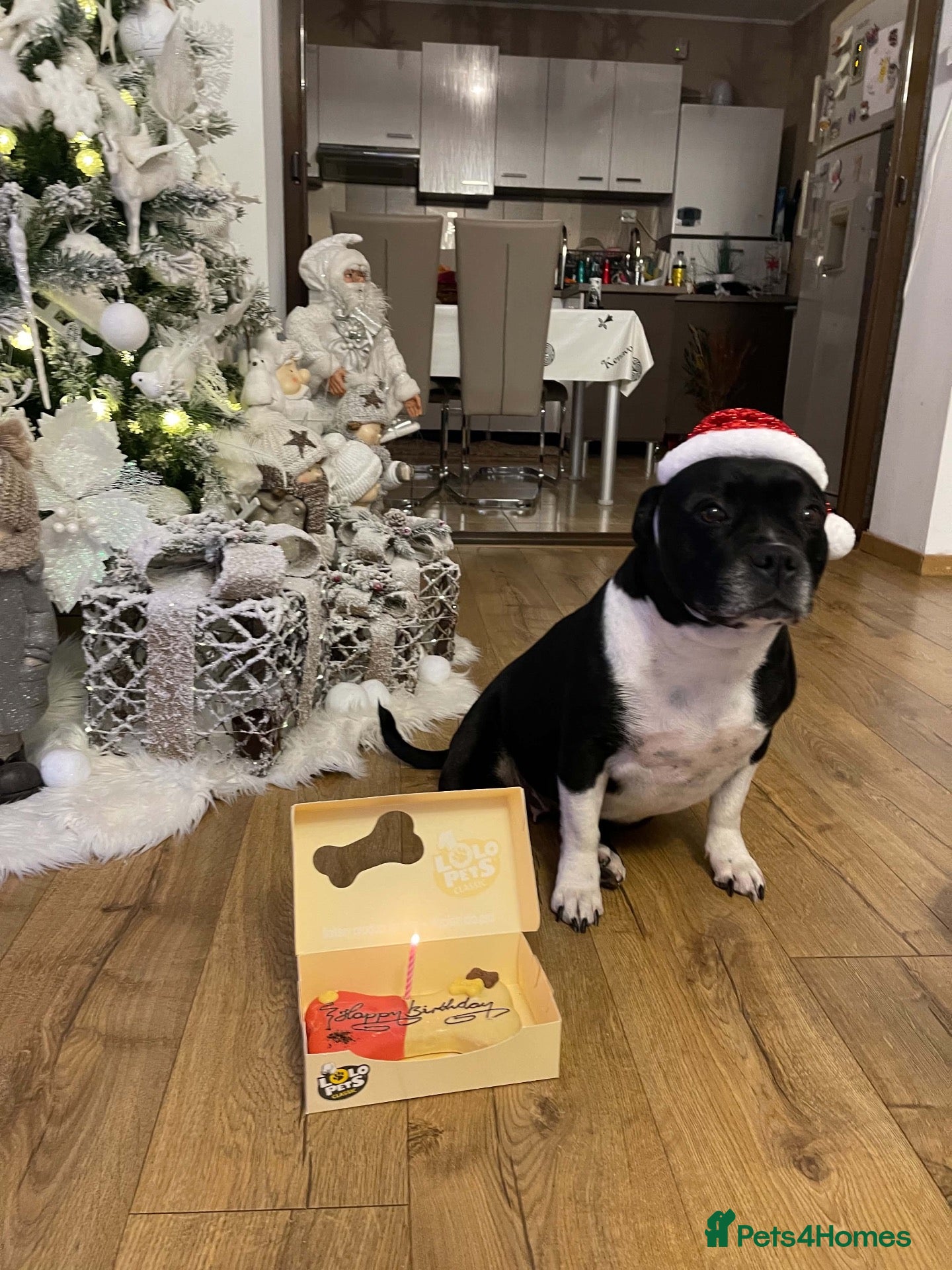 Staffordshire Bull Terrier dogs for sale: ❤️ Beautiful staffie—8 years old  - Advert 6