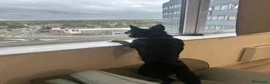 Border Collie 1