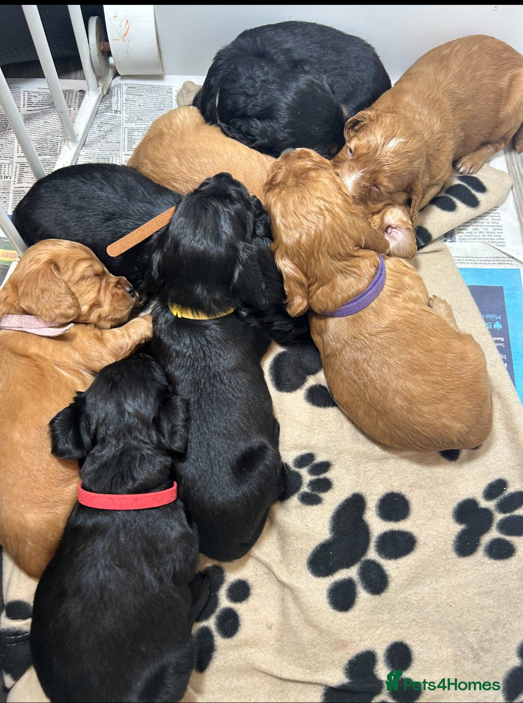 Cocker Spaniel dogs for sale: Working Cocker Spaniel  - Image 2