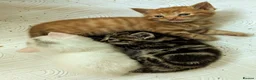 Mixed Breed cats for sale: Premium kittens - Advert 4