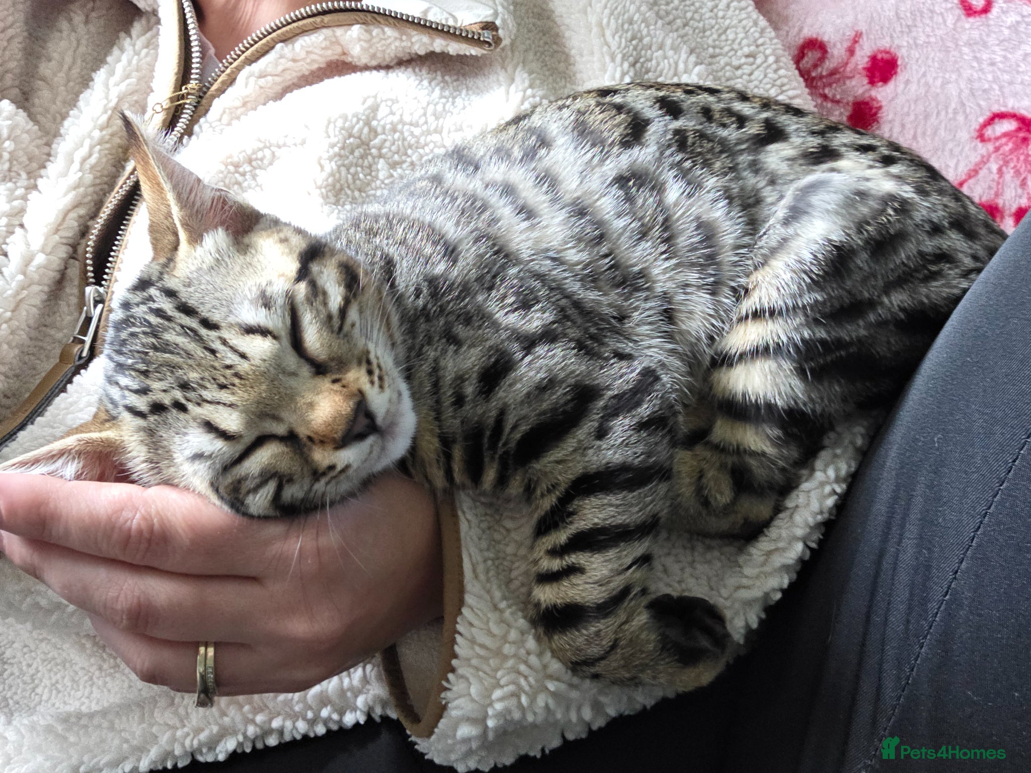Bengal cats for sale: ✨️ READY TO LEAVE CHAMPION TICA BENGAL KITTENS 🔥 - Advert 1