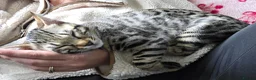 Bengal cats for sale: ✨️ READY TO LEAVE CHAMPION TICA BENGAL KITTENS 🔥 - Advert 1