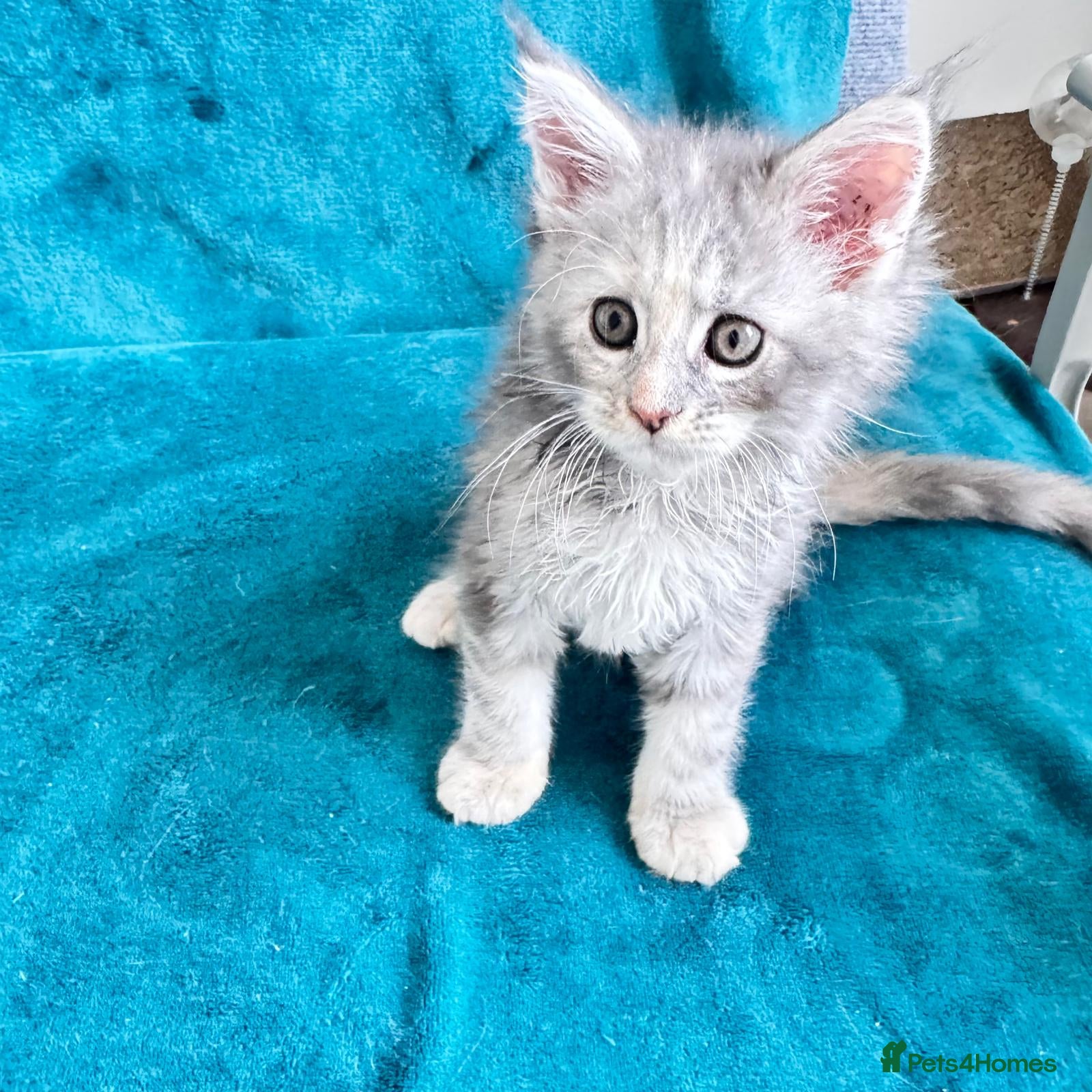 Maine Coon cats Pure breed XXL Maine Coon kittens  - Advert 5