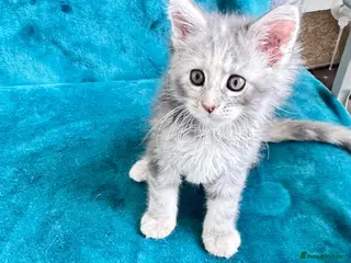 Maine Coon cats Pure breed XXL Maine Coon kittens - Advert 5