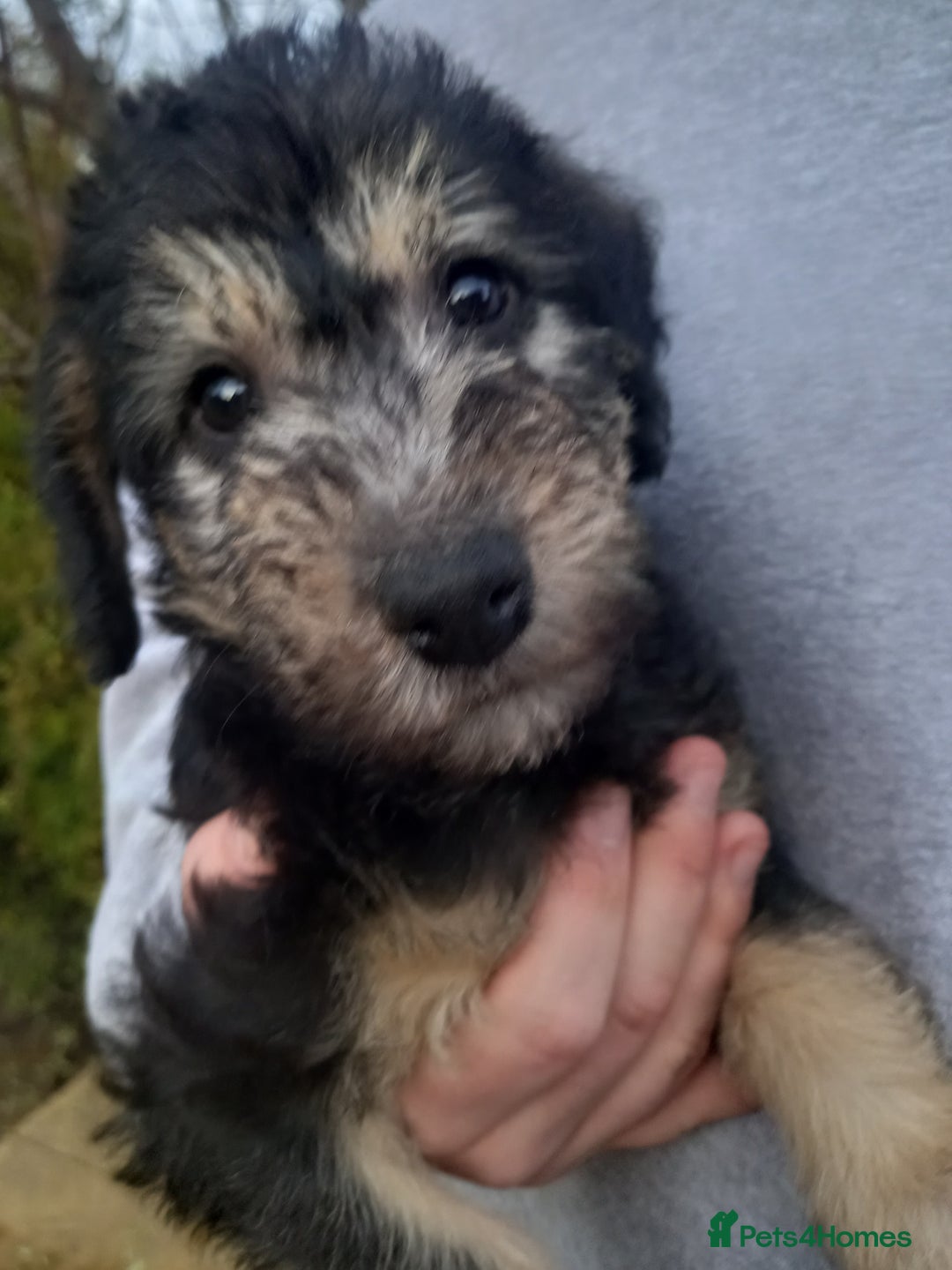 Bedlington Terrier dogs for sale: 7/8 Bedlington 1/8 whippet puppies  - Advert 11