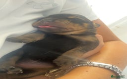 Rottweiler dogs for sale: Stunning litter  - Image 3
