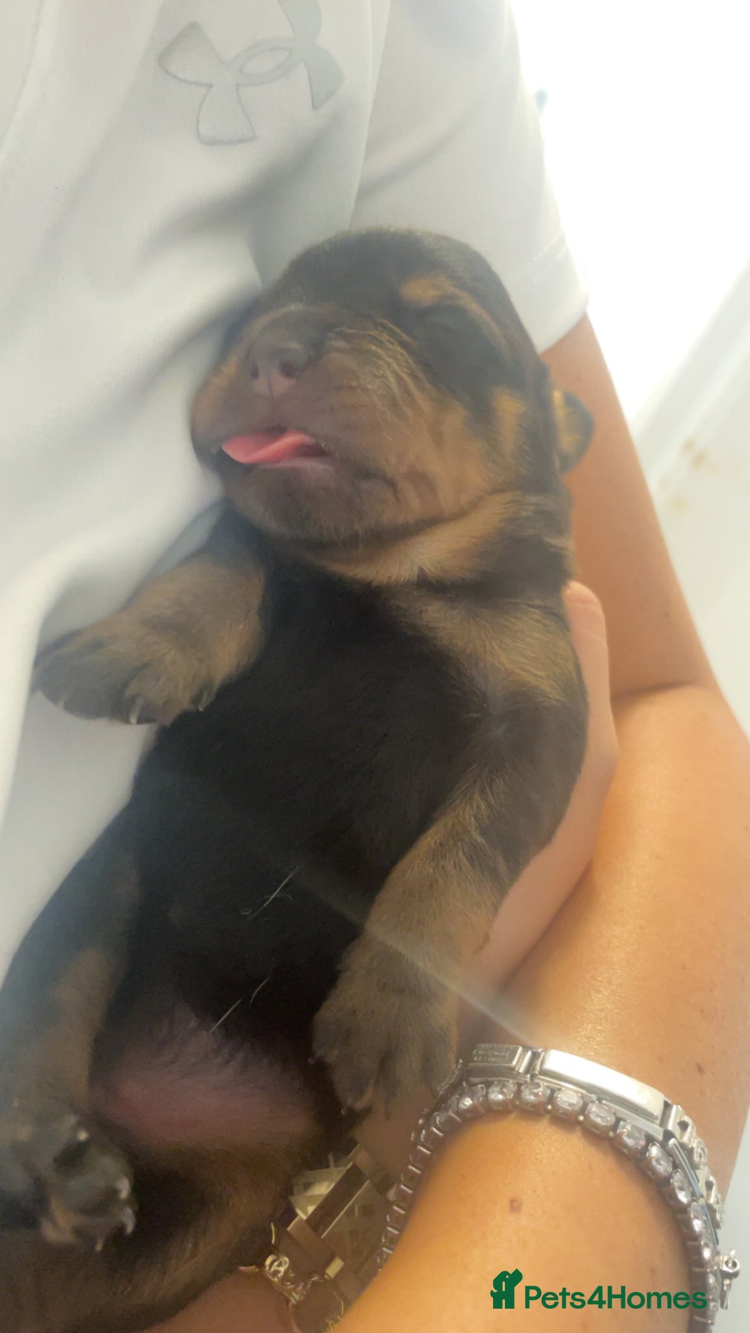 Rottweiler dogs for sale: Stunning litter  - Image 3