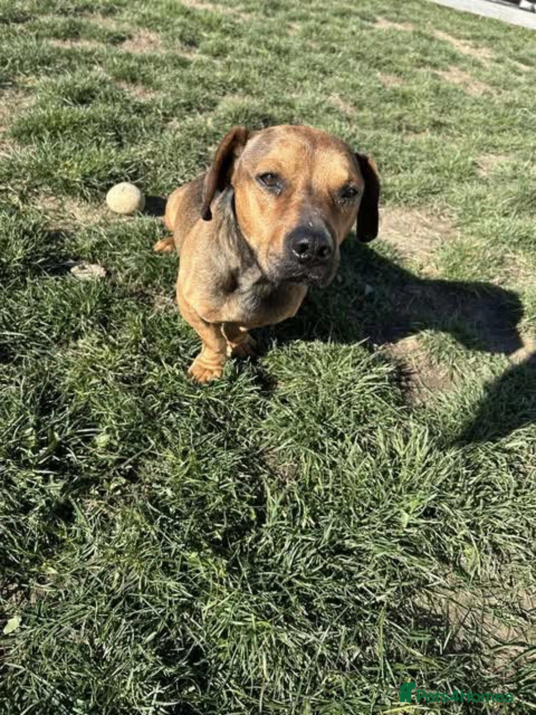 Mixed Breed dogs for adoption: Rescue boy Noodle is looking for his forever home - Advert 17